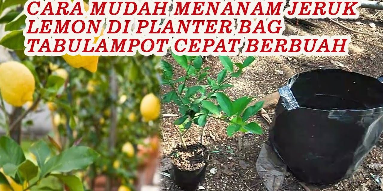 Teknik Menanam Lemon Di Pot Yang Mudah Di Lakukan Di Rumah
