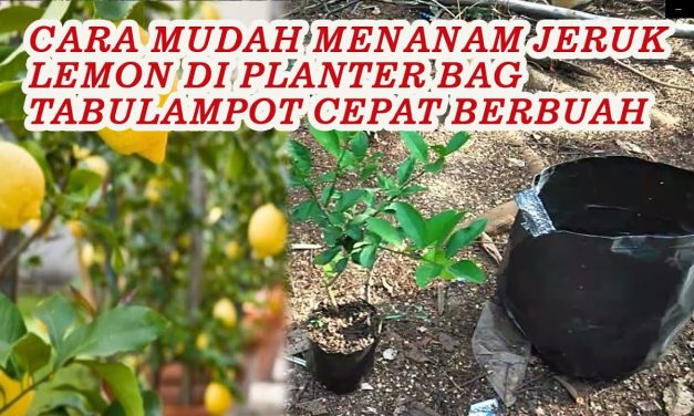 Teknik Menanam Lemon Di Pot Yang Mudah Di Lakukan Di Rumah