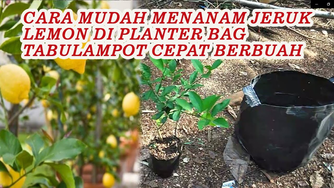 Teknik Menanam Lemon