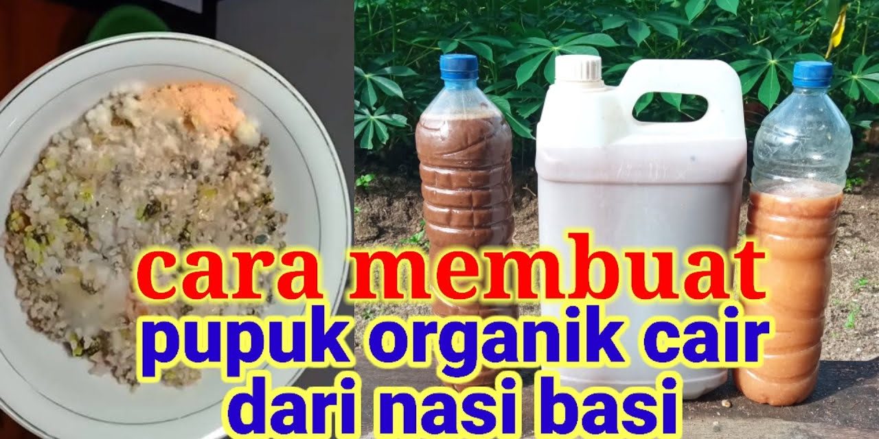 Tips Dan Cara Membuat Pupuk Cair Dari Sisa Nasi Tanpa Ribet