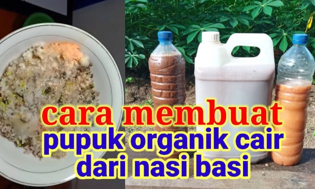 Tips Dan Cara Membuat Pupuk Cair Dari Sisa Nasi Tanpa Ribet