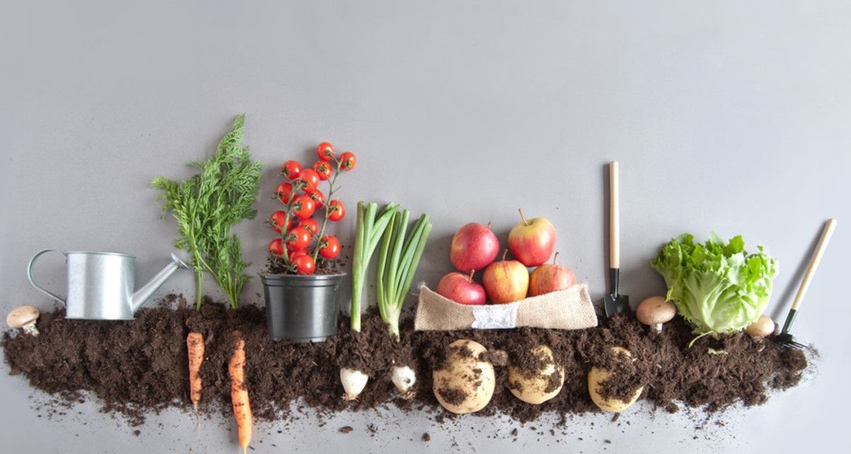 Makanan Organik Vs Konvensional: Mana Yang Lebih Baik?