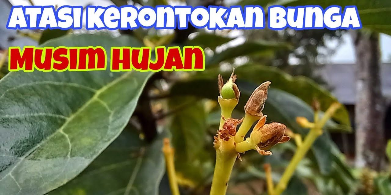 Penyebab Bunga Alpukat Gagal Jadi Buah Yang Jarang Disadari