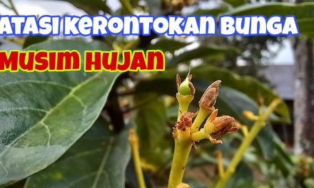 Penyebab Bunga Alpukat Gagal Jadi Buah Yang Jarang Disadari
