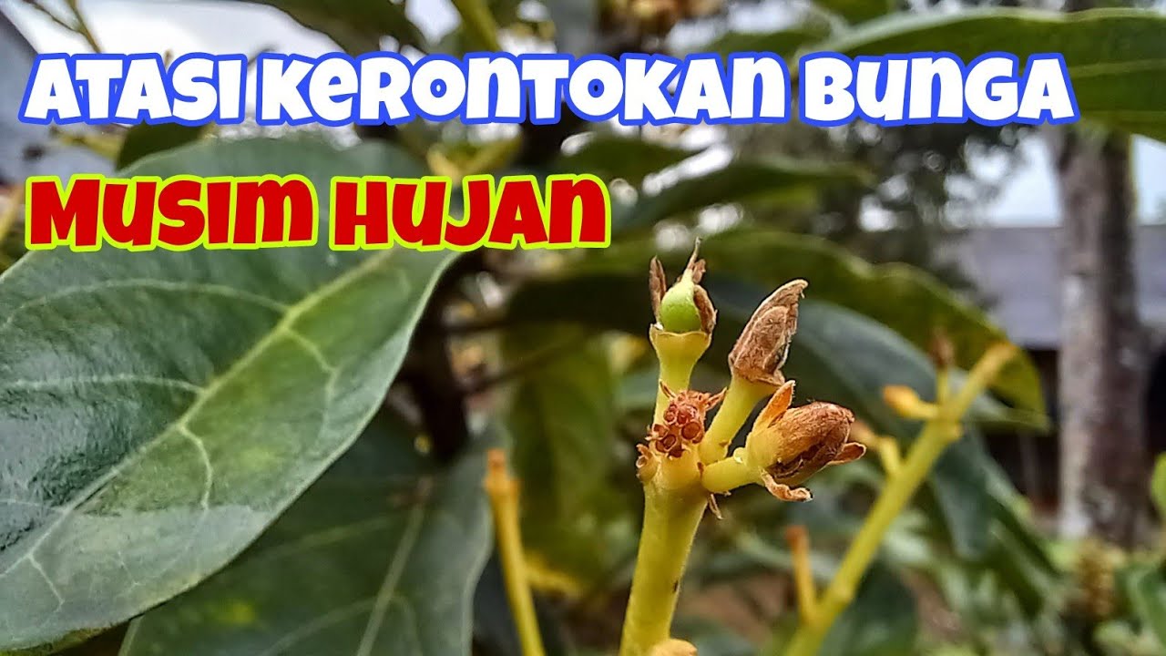 Penyebab Bunga Alpukat Gagal