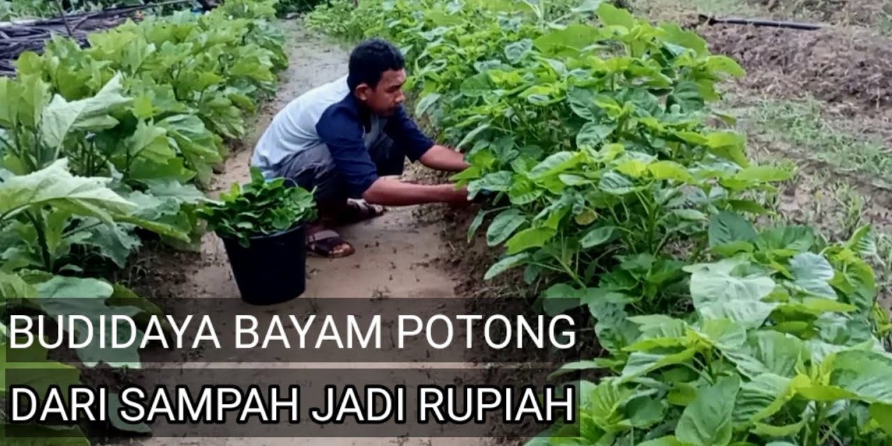 Tips Menanam Bayam Di Pot Bagi Pemula Agar Cepat Panen