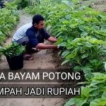 Tips Menanam Bayam Di Pot Bagi Pemula Agar Cepat Panen