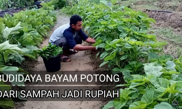 Tips Menanam Bayam Di Pot Bagi Pemula Agar Cepat Panen