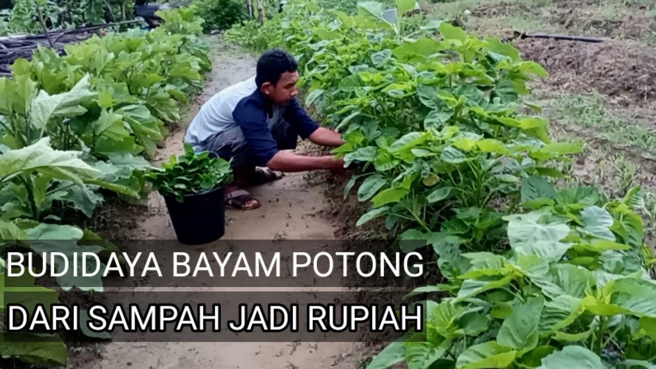 Tips Menanam Bayam