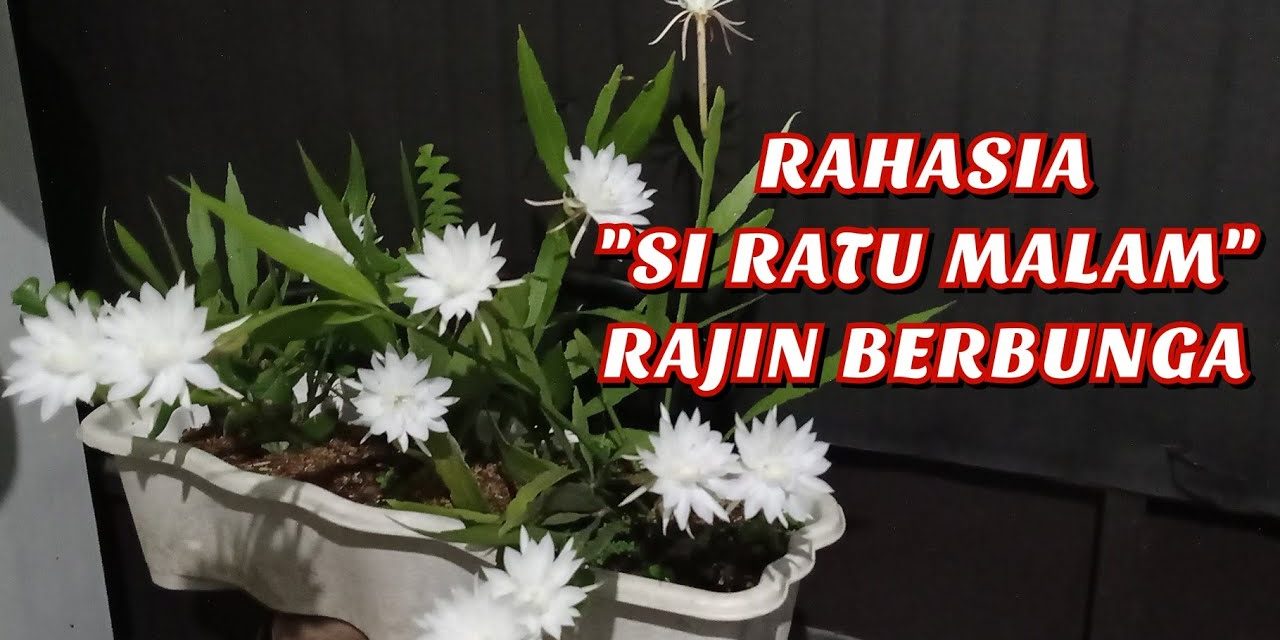 Cara Merawat Bunga Wijaya Kusuma Agar Subur Dan Tetap Wangi