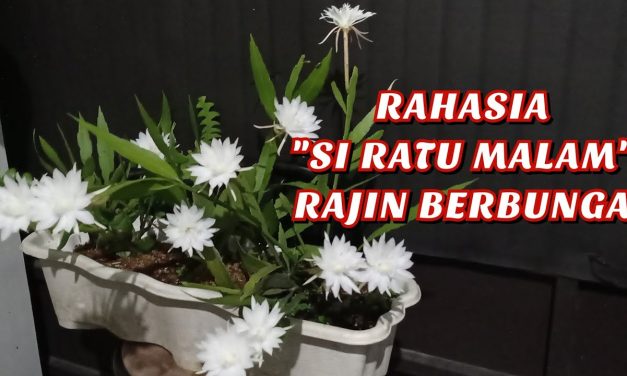 Cara Merawat Bunga Wijaya Kusuma Agar Subur Dan Tetap Wangi