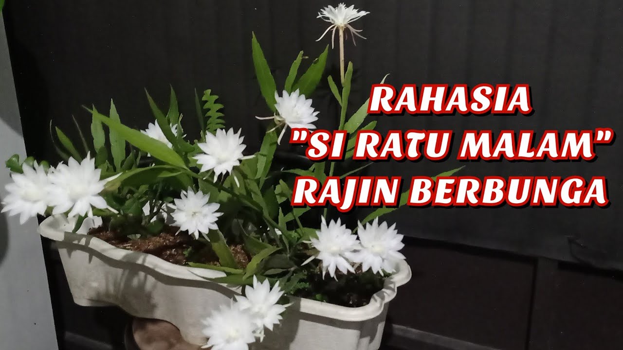 Cara Merawat Bunga Wijaya
