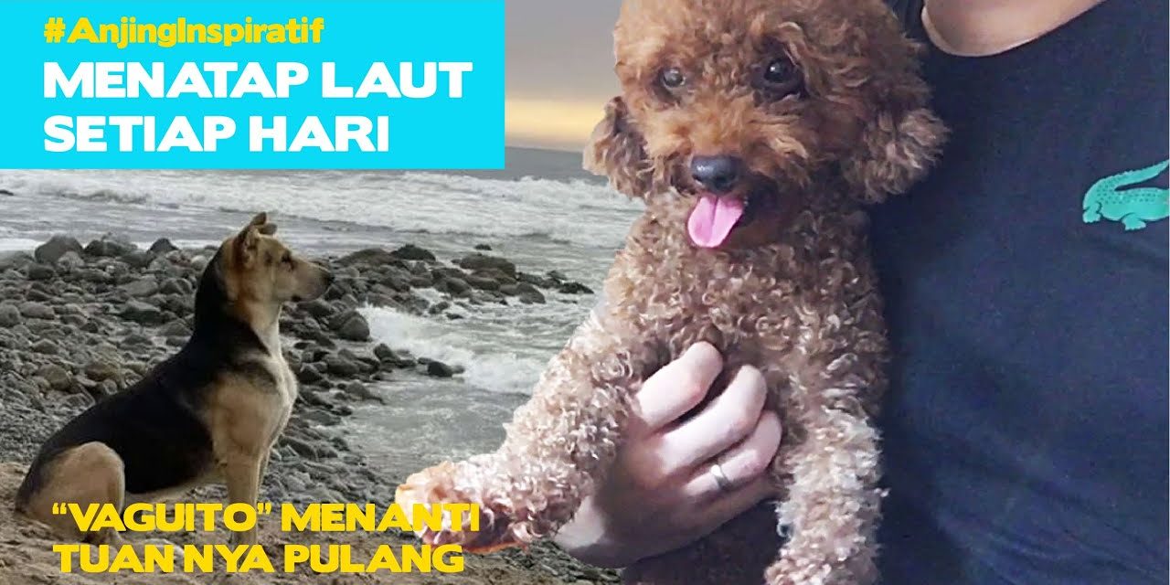 Insting Seekor Anjing Yang Di Kenal Sebagai Sahabat Manusia