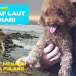 Insting Seekor Anjing Yang Di Kenal Sebagai Sahabat Manusia