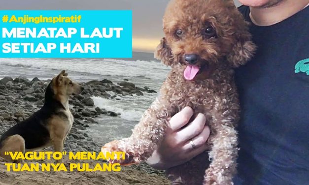 Insting Seekor Anjing Yang Di Kenal Sebagai Sahabat Manusia