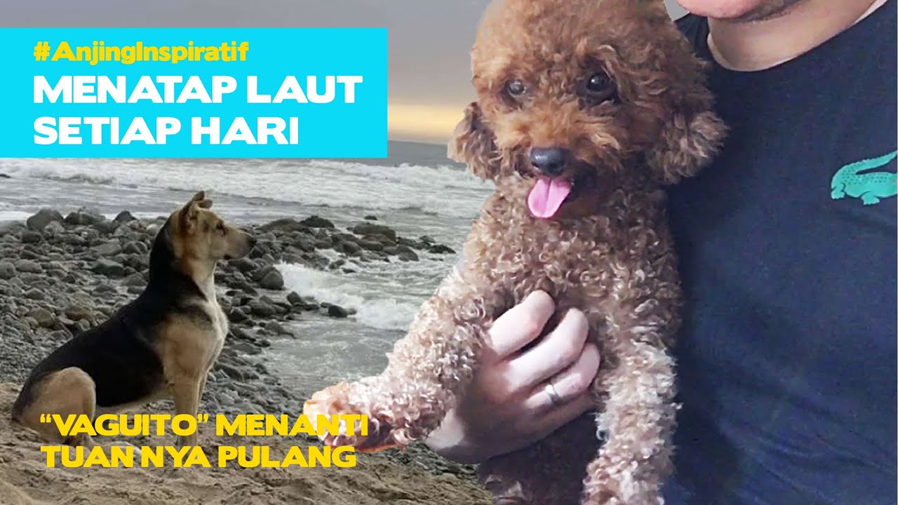 Insting Seekor Anjing
