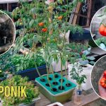 Rahasia Sukses Hidroponik Tomat Cherry, Panen Kilat 2 Bulan