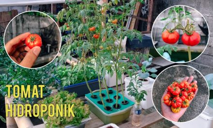 Rahasia Sukses Hidroponik Tomat Cherry, Panen Kilat 2 Bulan