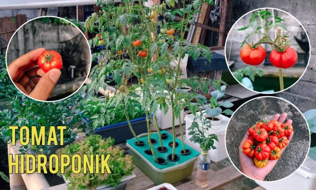 Rahasia Sukses Hidroponik Tomat Cherry, Panen Kilat 2 Bulan