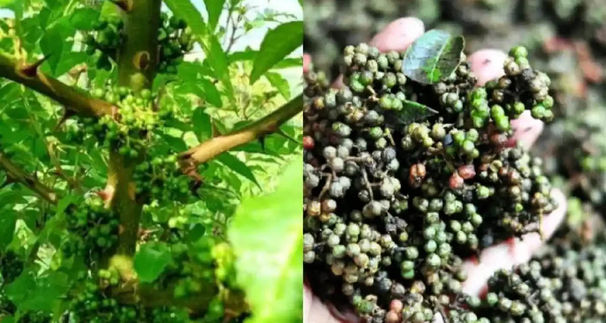 Bumbu Masak Andaliman Yang Di Kenal Memiliki Rasa Pedas