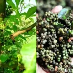 Bumbu Masak Andaliman Yang Di Kenal Memiliki Rasa Pedas