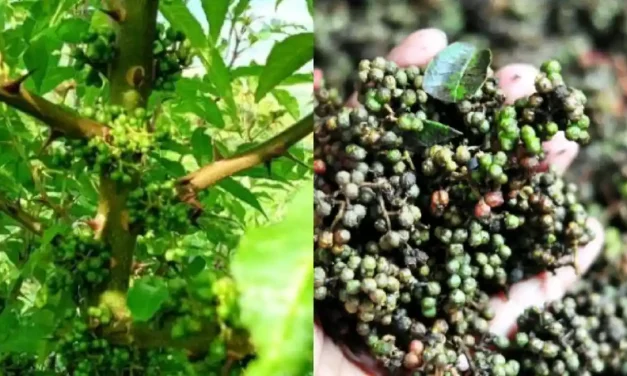 Bumbu Masak Andaliman Yang Di Kenal Memiliki Rasa Pedas