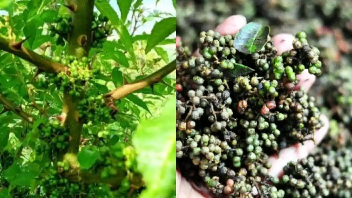 Bumbu Masak