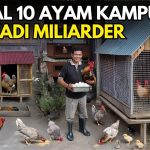 Ternak Harian Modal Kecil Yang Hasilnya Rutin Dibeli Warung