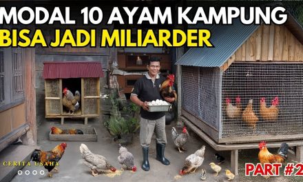 Ternak Harian Modal Kecil Yang Hasilnya Rutin Dibeli Warung