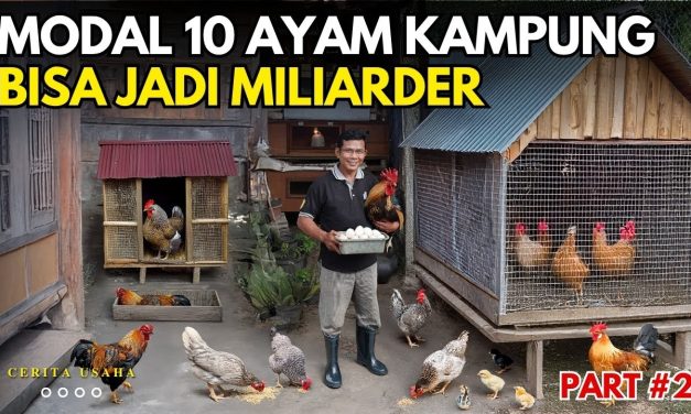 Ternak Harian Modal Kecil Yang Hasilnya Rutin Dibeli Warung