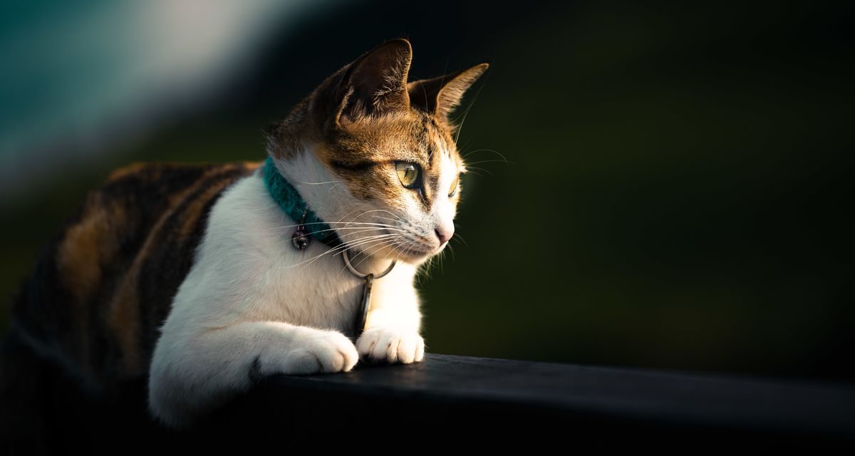 Misteri Di Balik Kebiasaan Kucing Menatap Dinding