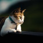 Misteri Di Balik Kebiasaan Kucing Menatap Dinding