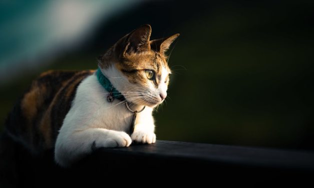 Misteri Di Balik Kebiasaan Kucing Menatap Dinding