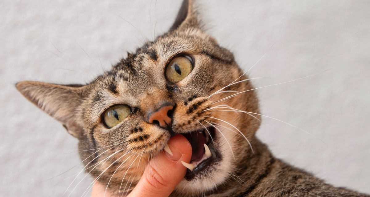 Tanda Kucing Yang Sudah Terinfeksi Rabies, Ini Penjelasannya!