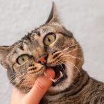 Tanda Kucing Yang Sudah Terinfeksi Rabies, Ini Penjelasannya!