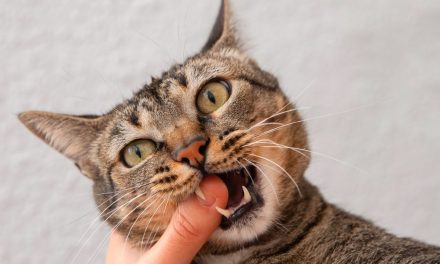 Tanda Kucing Yang Sudah Terinfeksi Rabies, Ini Penjelasannya!