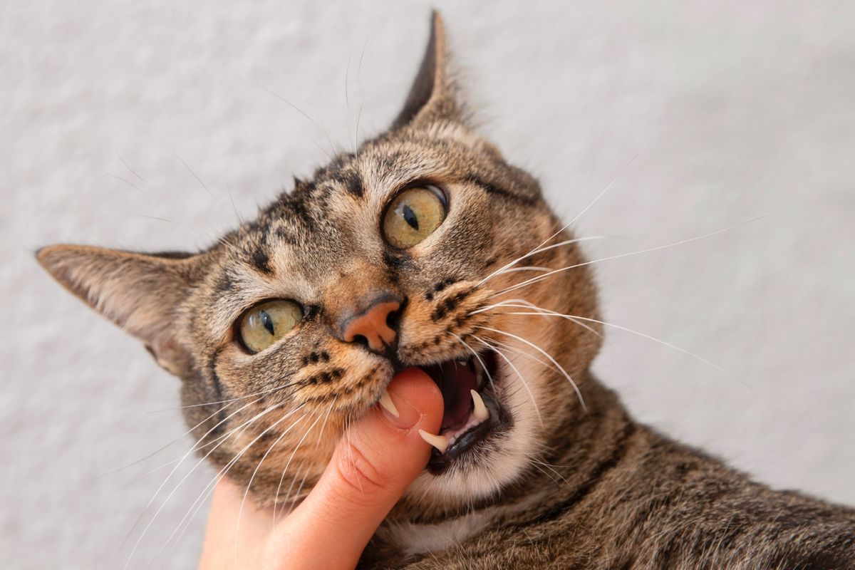 Tanda Kucing